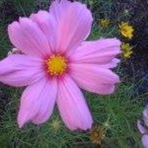 Meet your Posher, Louise